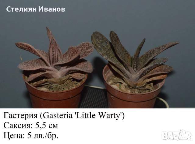 Сукуленти - алое, астролоба, хавортия, гастерия и гастералое,, снимка 3 - Стайни растения - 51468494