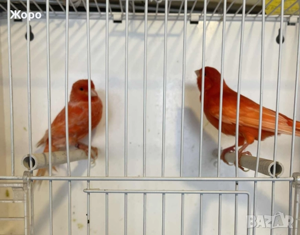 Продавам чифт , снимка 6 - Канари - 52343904