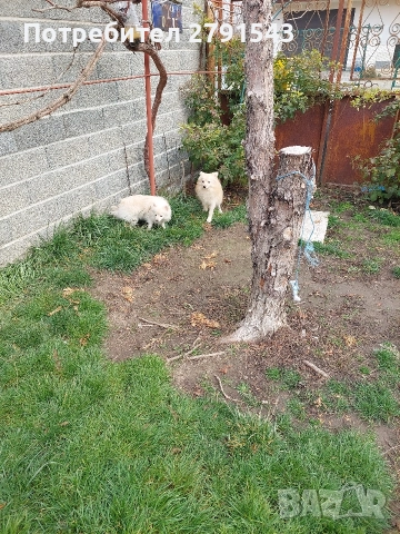 померан щпиц момичета, снимка 2 - Померан - 52874758