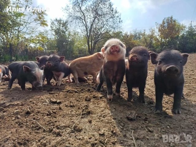 Виетнамски прасета, снимка 5 - Други животни - 52072298