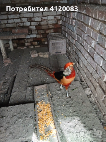 фазани , снимка 5 - други­ - 52227024