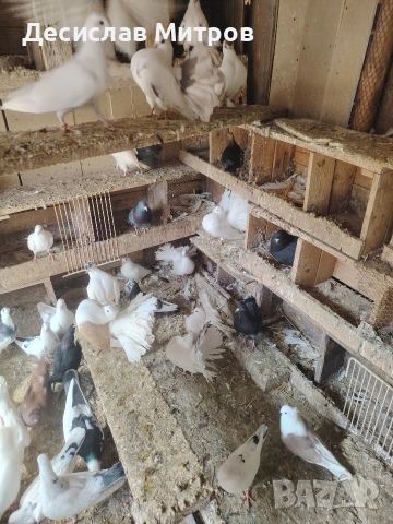 Гълъби, снимка 8 - Гълъби - 54093469
