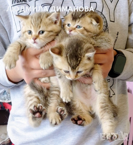 Шотландски мъжки със зелени очи. 