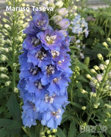 Делфиниум -10 вида , снимка 16 - Градински цветя и растения - 53818064