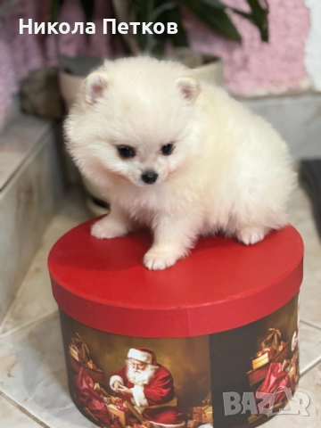 Померан мини