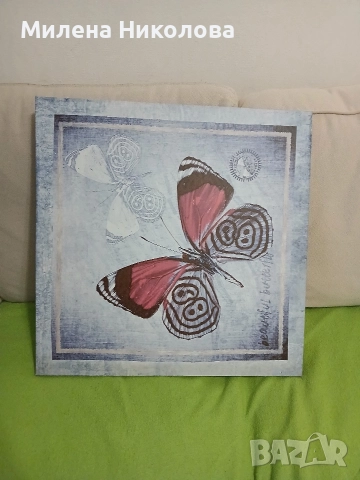 Картина пеперуда 50/50