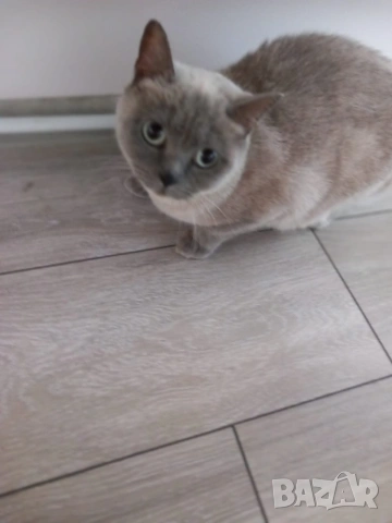 Британка колор пойнт , снимка 3 - Британска късокосместа - 53051467