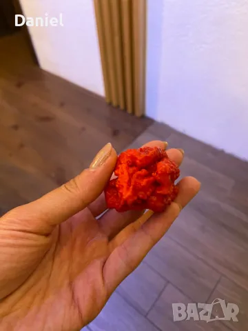 Carolina Reaper Каролина Рипер, снимка 7 - Градински цветя и растения - 47206890