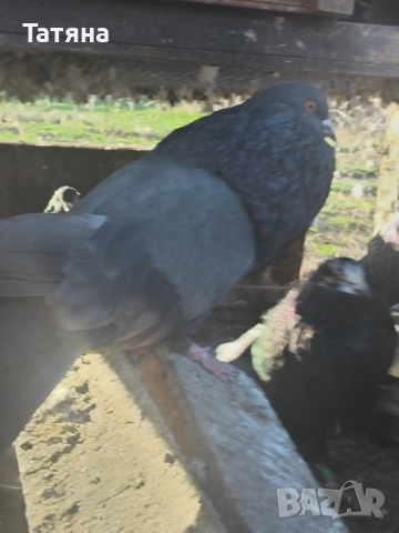 Старонемски  гълъби , снимка 2 - Гълъби - 54006766