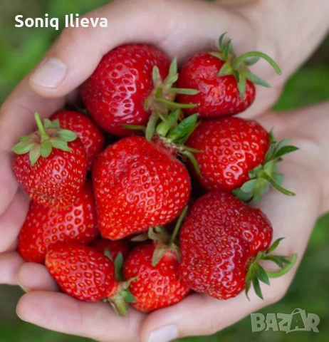 продавам разсад ягоди и малини , снимка 14 - Разсади - 53905722