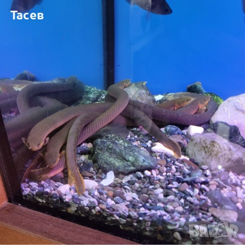 Калабарикус 16-18см