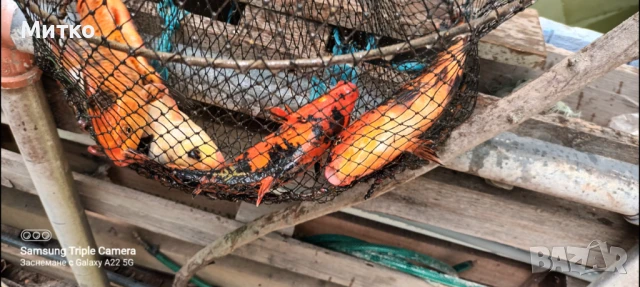 Кои,таранка златни риби, снимка 2 - Рибки - 50603412