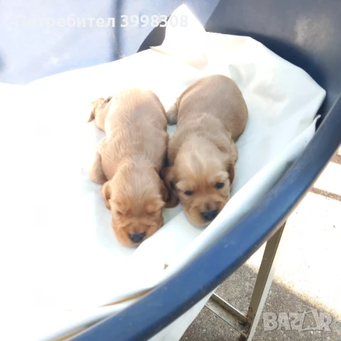 кокерчета , снимка 1