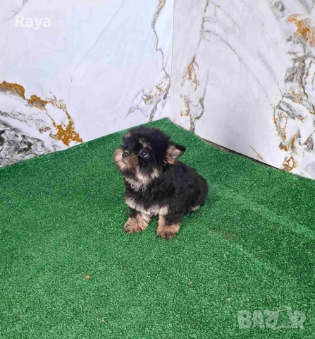 Йоркширски териер 