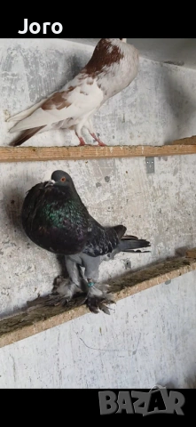 Гушести гълъби