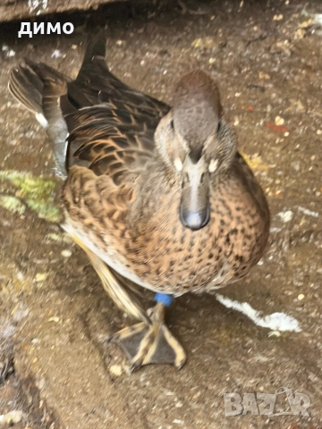 Байкалско бърне, снимка 2 - други­ - 52674472