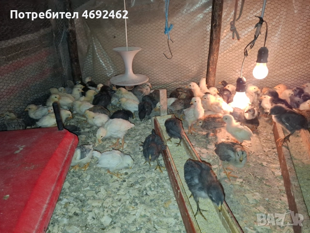 Пилета на 25 дена