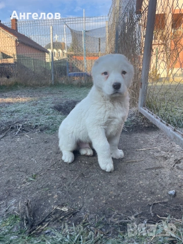 Алабай(средноазиатска овчарка), снимка 2 - Алабай - 53885833