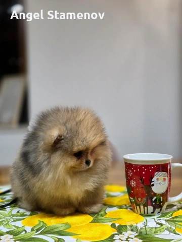 Померан шоко тан мерле, мини момче !, снимка 8 - Померан - 53685715