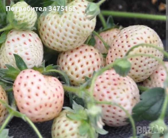 БЯЛА Ягода сорт Pineberry, снимка 1 - Градински цветя и растения - 47176236