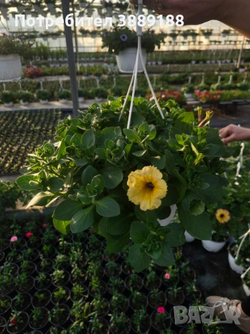Каскадна петуния в кошница, снимка 11 - Градински цветя и растения - 53854941