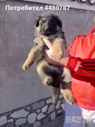 Чистокръвни немски овчарки , снимка 2 - Немска овчарка - 52947702