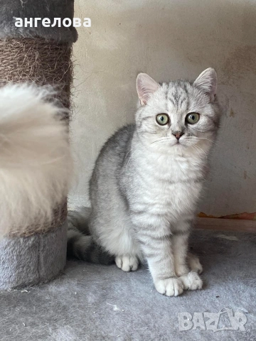 Британец сребърна чинчила , снимка 6 - Британска късокосместа - 54228905