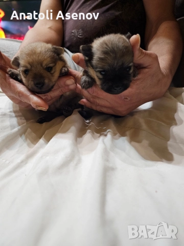 Мини немски шпиц-Померан, снимка 4 - Шпиц - 52797251