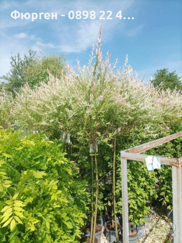 Японска върба Salix Hakuro Nishiki - Фламинго, снимка 9 - Разсади - 53489657