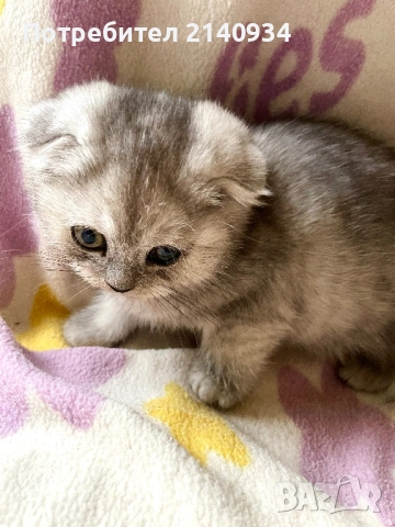 Шотландско клепоухо момиче. Сръбрена чинчила. Scottish fold, снимка 6 - Чинчили - 53159741
