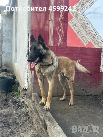 Белгийска овчарка на 1 година женска , снимка 4 - Белгийска овчарка - 54091166