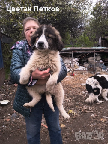 Каракачанки 