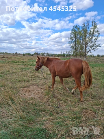 Кобила , снимка 2 - Коне - 54221667
