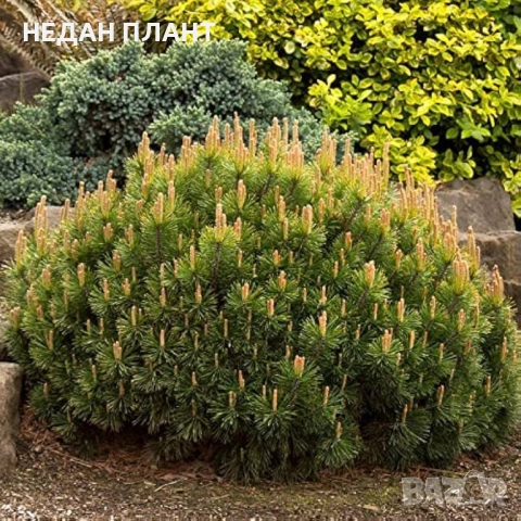 Пинус-муго "Пумилио"