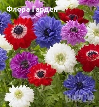 ЛУКОВИЦИ - Ирис, Анемоне, Алиум, Ранункулус - ПРЕДВАРИТЕЛНИ ПОРЪЧКИ, снимка 4 - Градински цветя и растения - 51036408