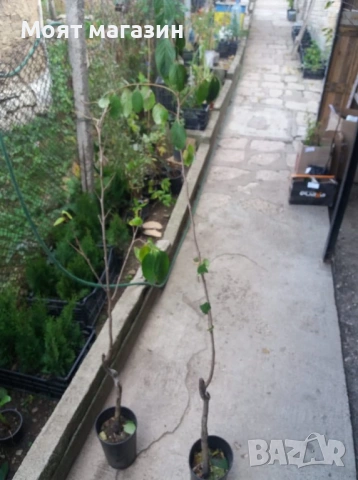 Райска ябълка 4 вида, снимка 7 - Градински цветя и растения - 53632049