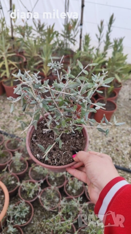 Теукриум, Teucrium Fruticans, Подъбиче, сухолюбиво и непретенциозно ароматно растение, снимка 5 - Градински цветя и растения - 39343405