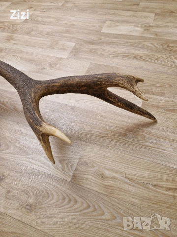 рог от елен, снимка 2 - Декорация за дома - 53660410