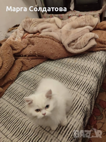 Персийче,момче,края на февруари става на 6 месеца.