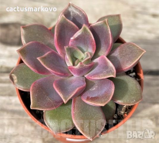 Echeveria ‘Mina’, снимка 2 - Стайни растения - 45282945