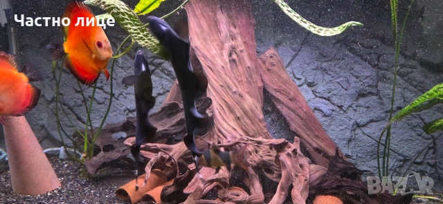 Продавам риба нож 2 бр., снимка 3 - Рибки - 54169973