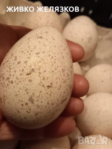 ПРОДАВАМ ОПЛОДЕНИ КОКОШИ ЯЙЦА , ЗА РАЗПЛОД, снимка 11 - Кокошки и пуйки - 53923856