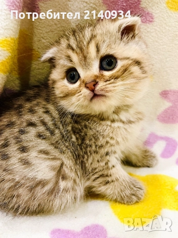 Шотландско клепоухо. Златна чинчила, момче, снимка 6 - Чинчили - 52997312