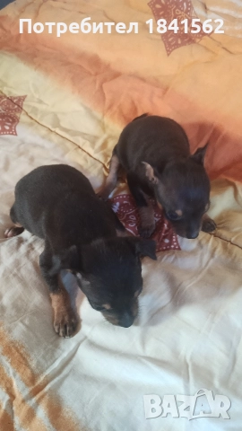 Продават се, снимка 4 - Пинчер - 52944449