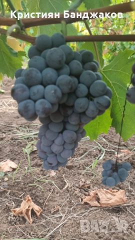 Хамбургски мискет и Италия , снимка 1