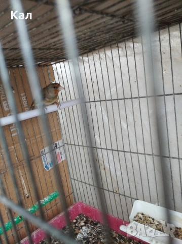 Хибрид, снимка 2 - Канари - 53315983