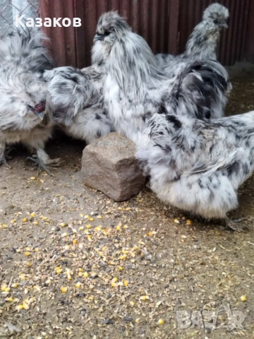 Продавам чифтове копринки, снимка 6 - други­ - 53636682