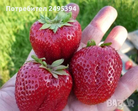 Prodavam korencheta celogodishni qgodi Nov sort Fragaria, снимка 5 - Разсади - 47804500