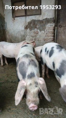 Прасета елитни българска бяла , снимка 4 - Прасета - 52567518