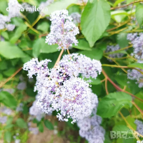 Калифорнийски люляк Хенри Дефозе,  Ceanothus 'Henry Defosee', снимка 10 - Градински цветя и растения - 46888623